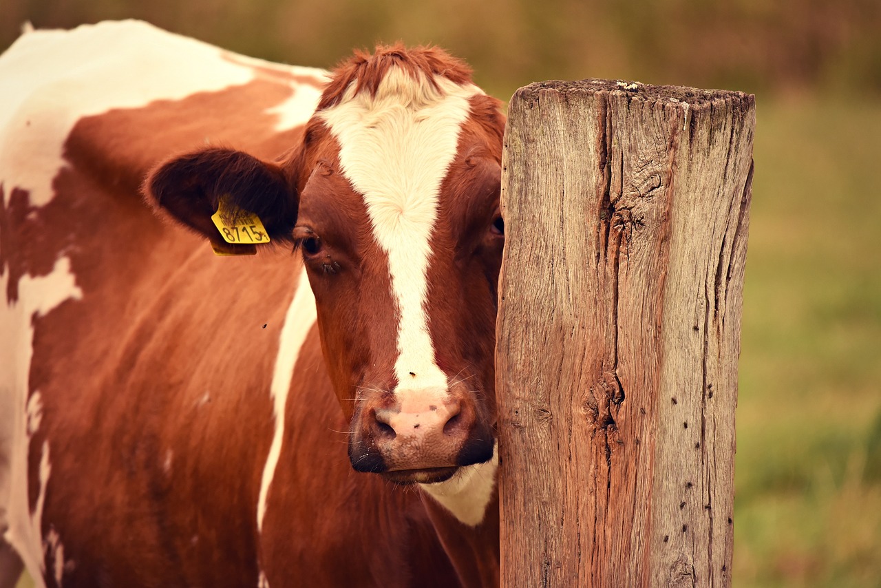 Single cow with number tag in ear by Mabel Amber, who will one day via Pixabay